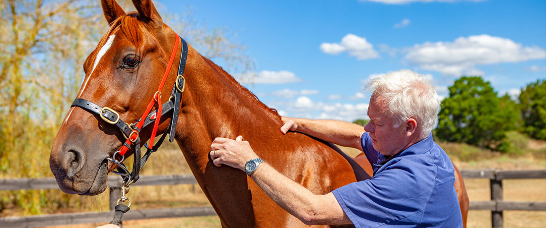 Vet Life in Ballarat Equine Internships