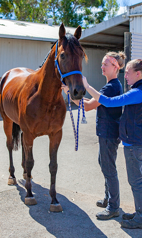 Vet Life in Ballarat - Veterinary Student Equine Placements